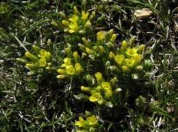 Draba.jpg