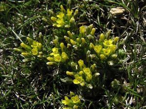 Draba.jpg