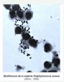 Estafilicoco.JPG