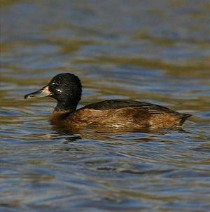 Pato de cabeza negra.jpg