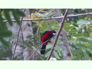 Tangara dorsirroja.jpg