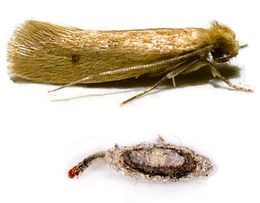 Tinea pellionella.jpeg