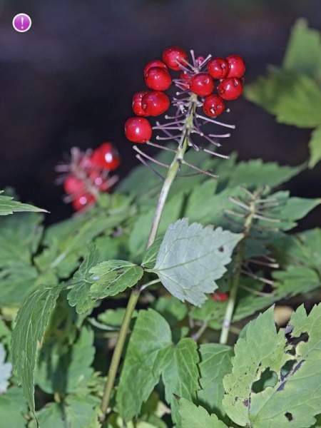 Archivo:Actaea rubra fruta.jpg