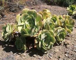 Aeonium-canariense.jpg