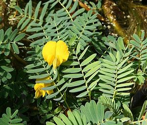 Aeschynomene fluitans flower.jpg
