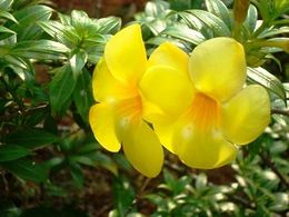 Allamanda angustifolia.jpg