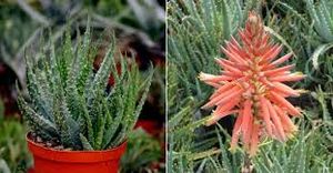 Aloe humilise.jpg