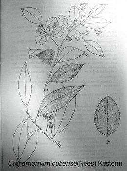 Cinnamomum cubense.JPG