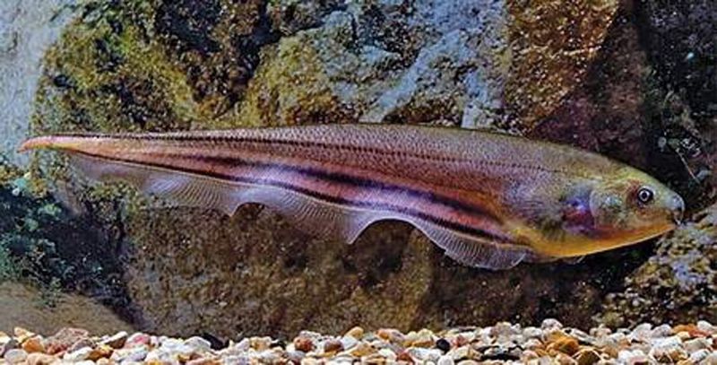 Archivo:Eigenmannia-Trilineata.jpg