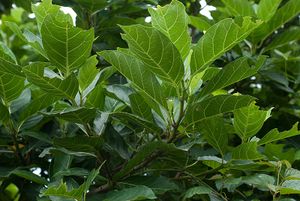 Ficus septica.jpg