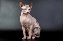 Gato hawaiano.jpg