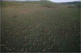 Parque nacional de Boma.jpg