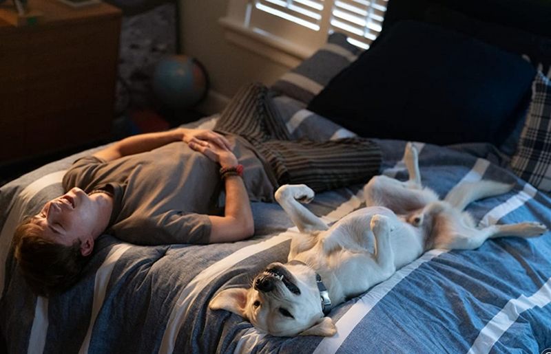 Archivo:Perro-perdido-netflix-.jpg