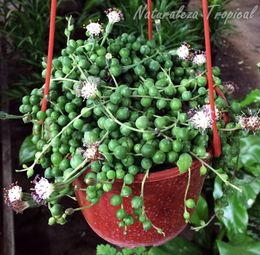 Senecio-rowleyanus-collar-perlas-rosario-planta-suculenta-flores-inflorescencias-768x752.jpg
