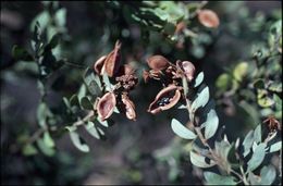 Acacia lucasii.jpg