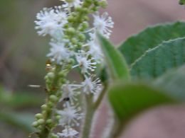 Croton heterocalyx.jpg