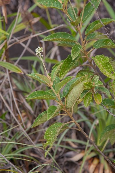 Archivo:Croton hostmannii 1.jpg