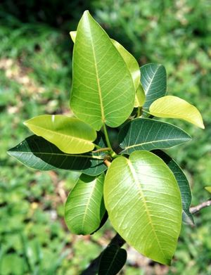 Ficus fischeri.jpg