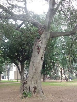 Ficus luschnathiana.JPG
