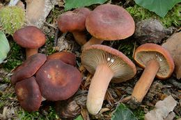 Lactarius britannicus.jpg