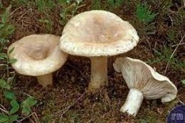 Lactarius musteus1.jpg