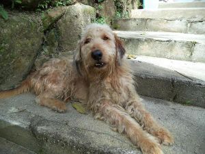 Sindrome de cushing canino.jpg