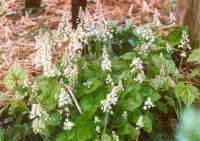 Tiarella-cordifolia.jpg