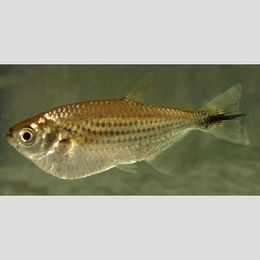 Triportheus nematurus.jpg