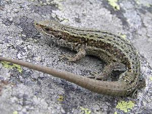 Zootoca-vivipara-pannonica.jpg