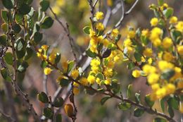 Acacia acoma.jpg