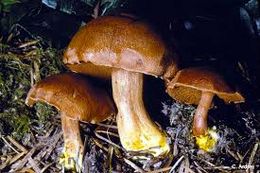 Chalciporus piperatus.jpg