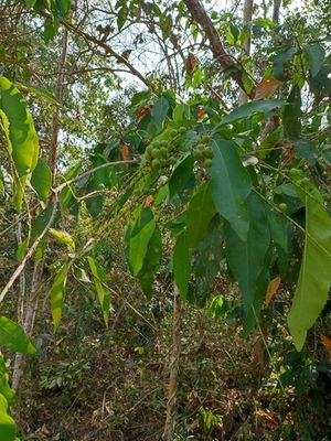 Croton poilanei.jpeg