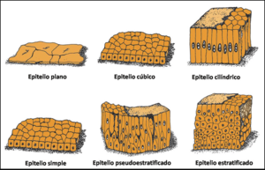 Epiteliocilind.PNG