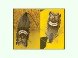 Grapholita internana EcuRed