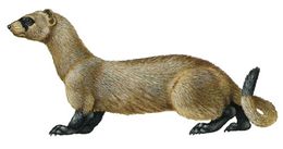 Huronpiesn1.jpg