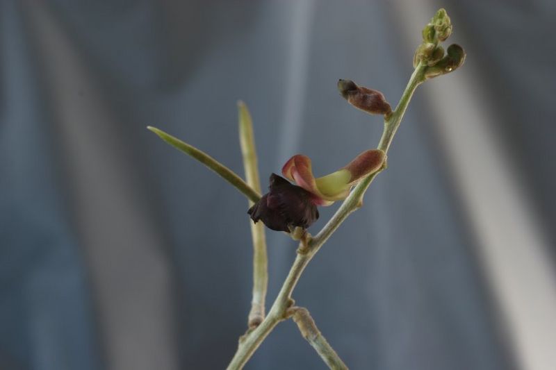 Archivo:Macroptilium atropurpureum1.jpg