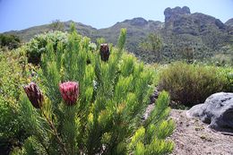 Protea aristataplanta.jpg