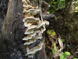 Trametes trogii.jpg