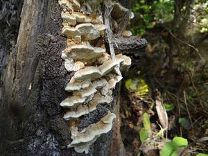 Trametes trogii.jpg