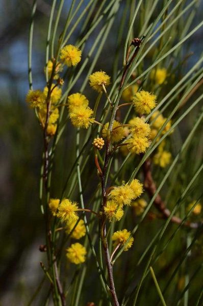 Archivo:Acacia juncifolia 3.jpg