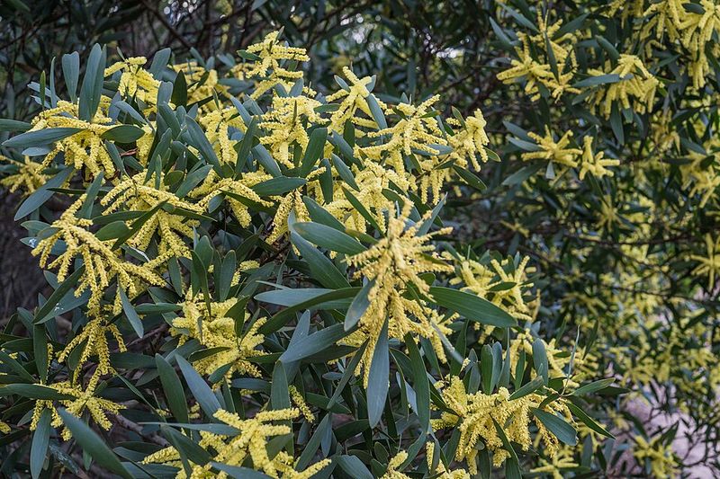 Archivo:Acacia longifolia 2.jpg