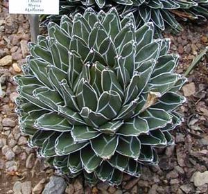 Agave-victoriae-reginae.jpg