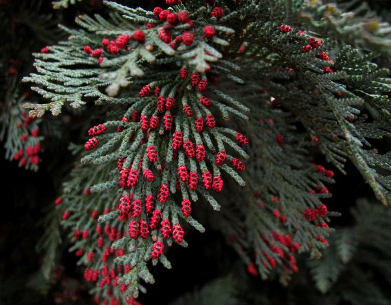 Archivo:Chamaecyparis lawsoniana-830x648.jpg