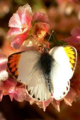 Colotis evagore-1.jpg