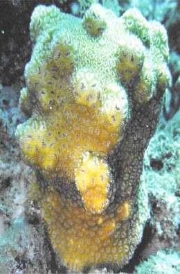 Coral de orugas.jpg
