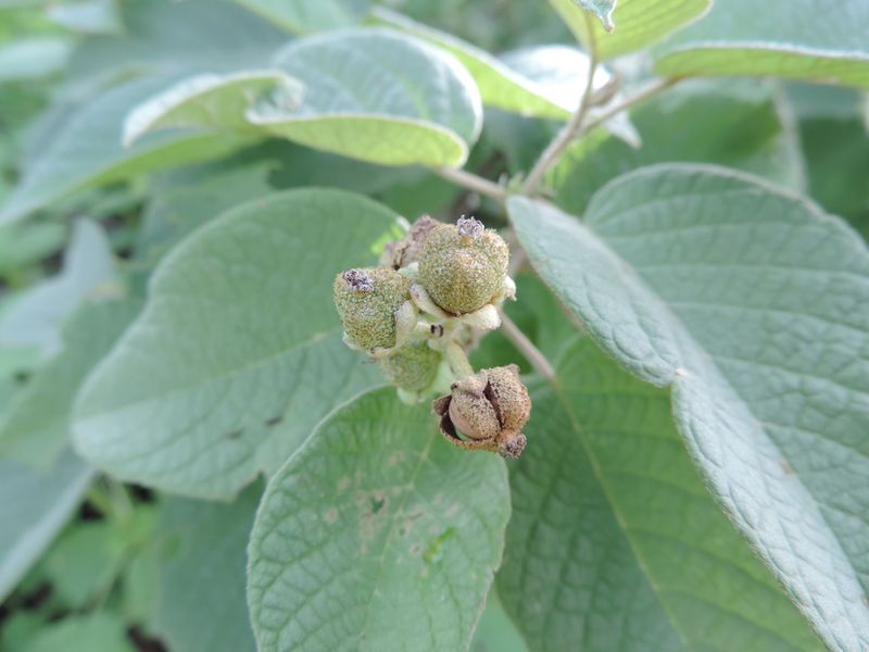 Archivo:Croton blanchetianus 1.jpeg