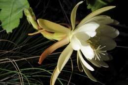 Epiphyllum grandilobum123.jpg