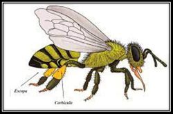 Escopaabejas.jpg