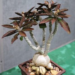 Euphorbia-ambovombensis-Succulent-plants.jpg