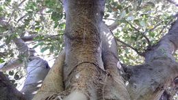 Ficus blepharophylla.jpg